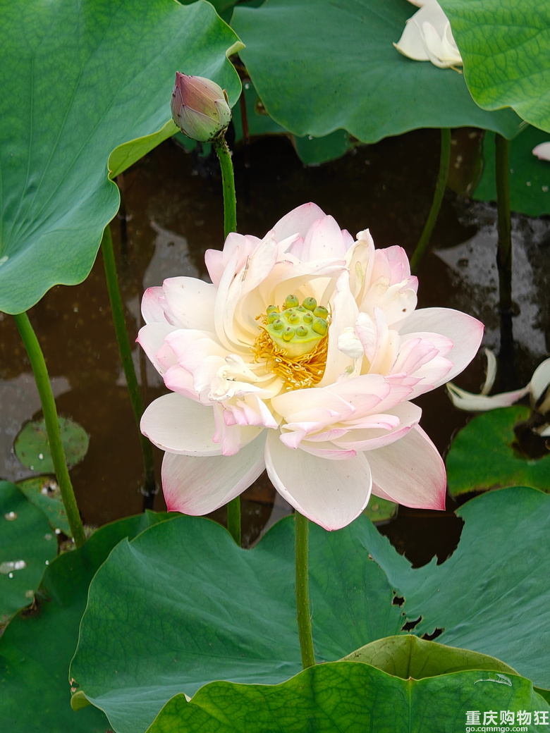看荷花，还是去伍家坝花田坝子。