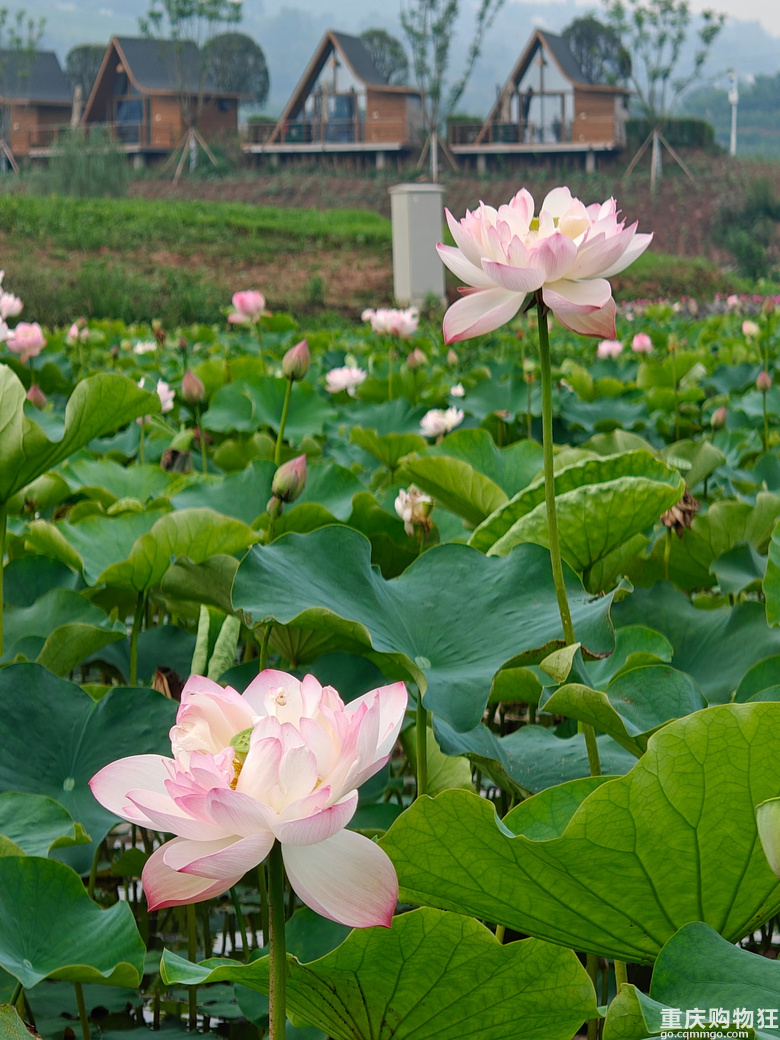 看荷花，还是去伍家坝花田坝子。