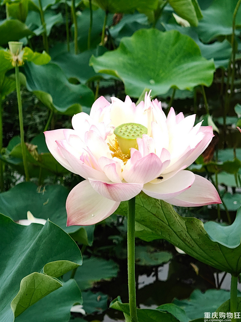 看荷花，还是去伍家坝花田坝子。