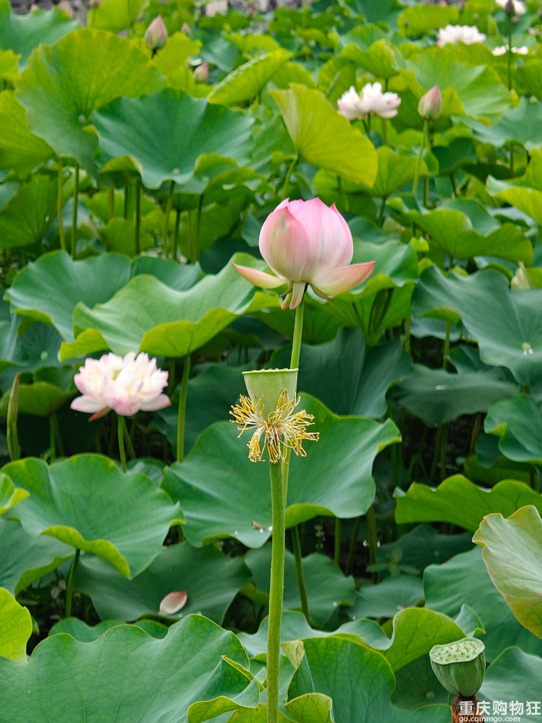 看荷花，还是去伍家坝花田坝子。