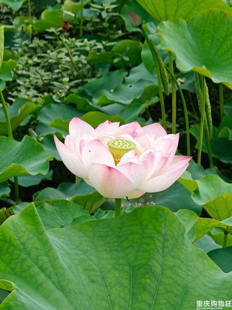 看荷花，还是去伍家坝花田坝子。