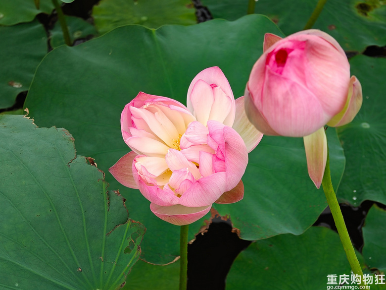 看荷花，还是去伍家坝花田坝子。