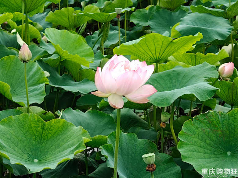 看荷花，还是去伍家坝花田坝子。