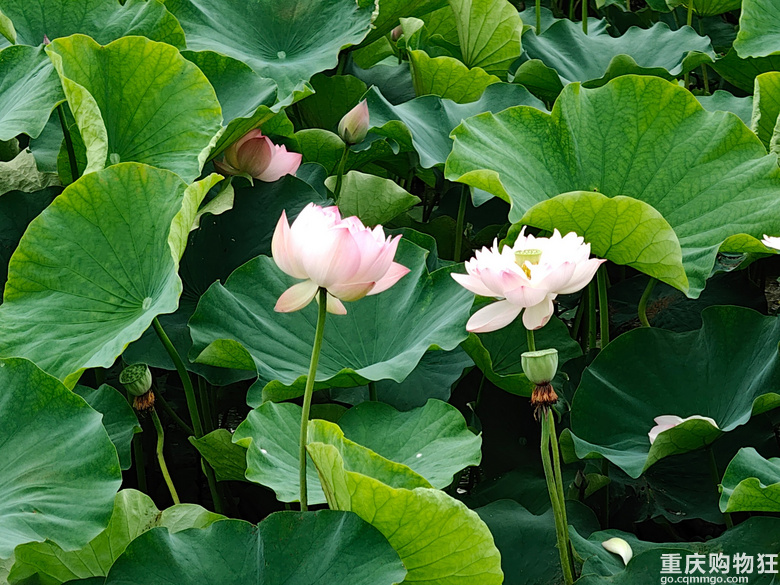 看荷花，还是去伍家坝花田坝子。