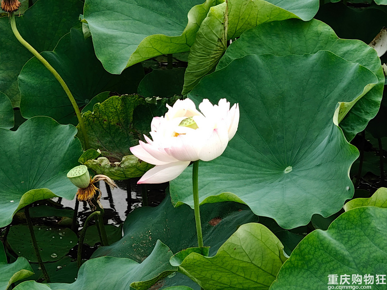 看荷花，还是去伍家坝花田坝子。