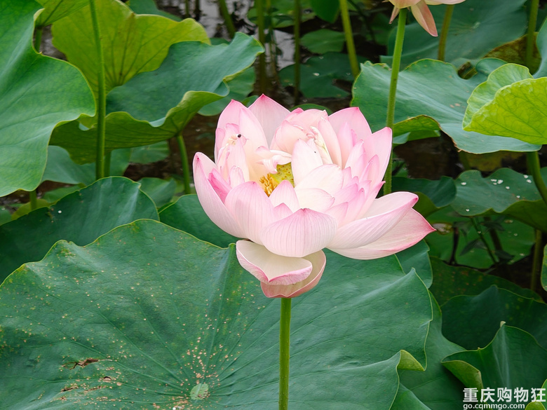 看荷花，还是去伍家坝花田坝子。
