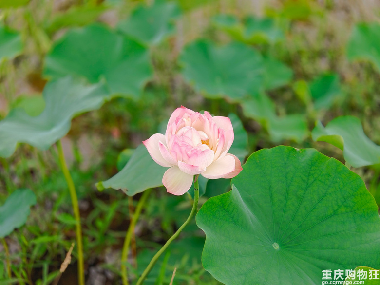 看荷花，还是去伍家坝花田坝子。