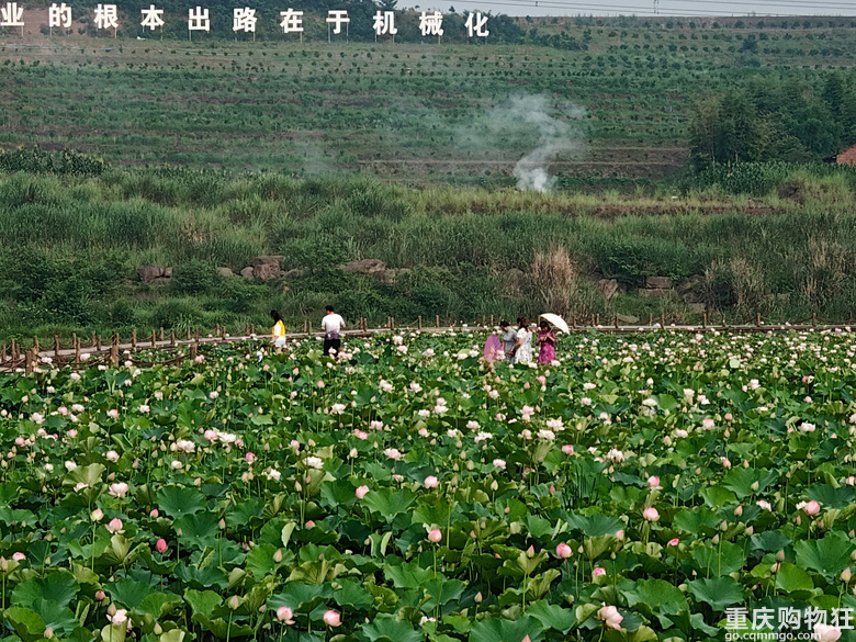 看荷花，还是去伍家坝花田坝子。