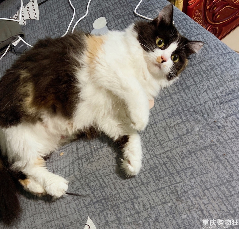 有要养猫的吗？