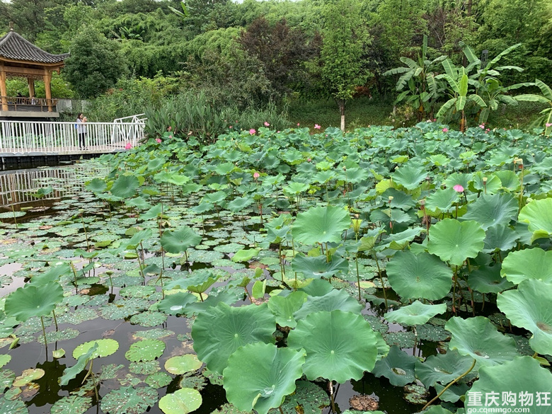 滞雨通宵又彻明，绿荷相倚满池塘