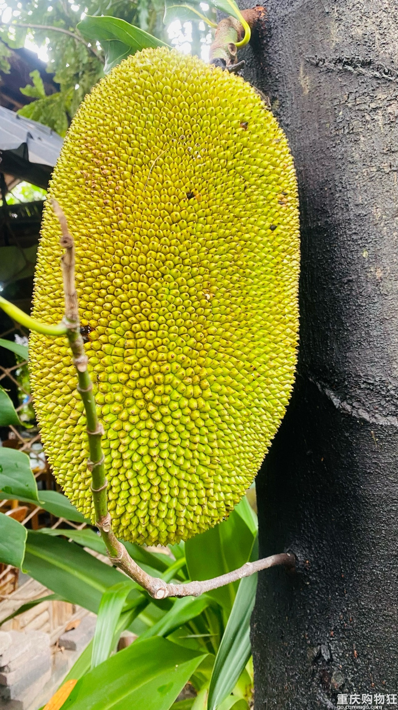 （已更完多图）夏天来德宏，温度适宜，物产丰富，路边就能捡鸡枞