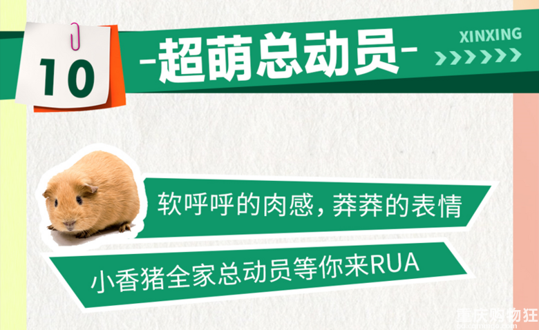来江边一夏奇妙萌宠园RUA小动物啦！限定19.9元早鸟票等你抢