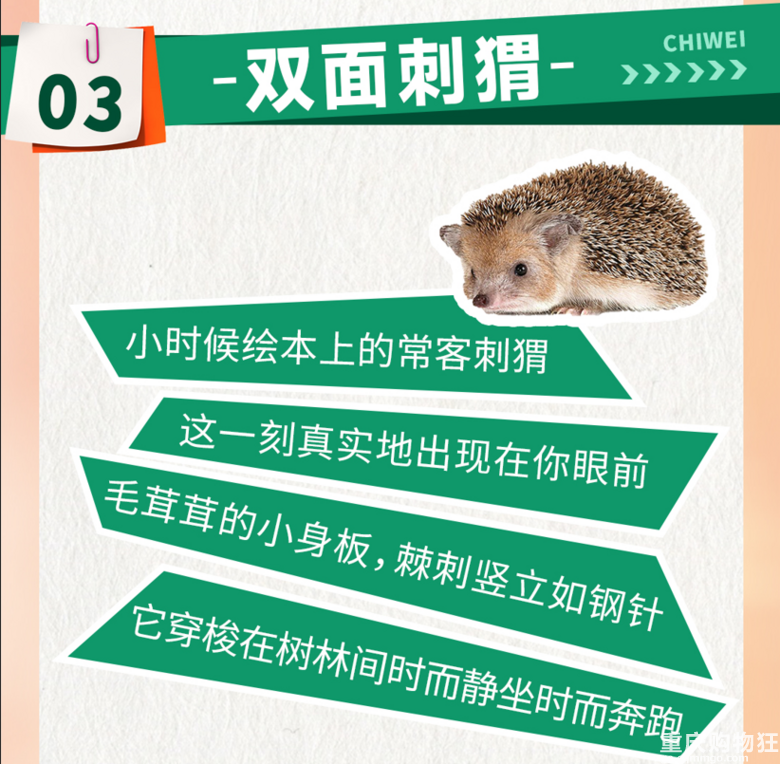 来江边一夏奇妙萌宠园RUA小动物啦！限定19.9元早鸟票等你抢