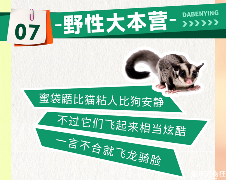 来江边一夏奇妙萌宠园RUA小动物啦！限定19.9元早鸟票等你抢