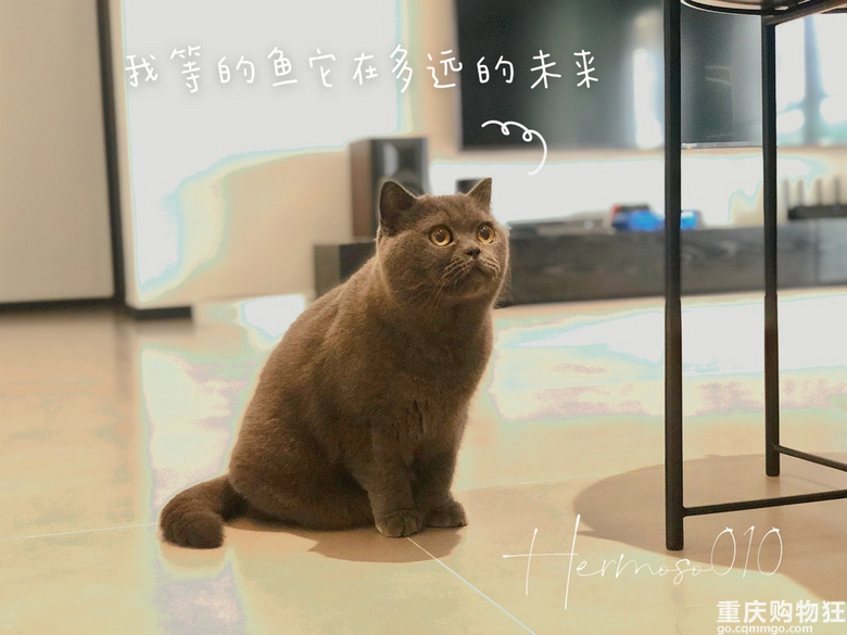 蓝猫求收养～～