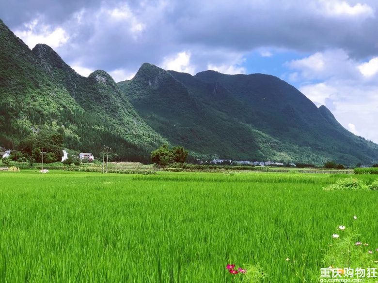 是《稻香》里的夏天呀～