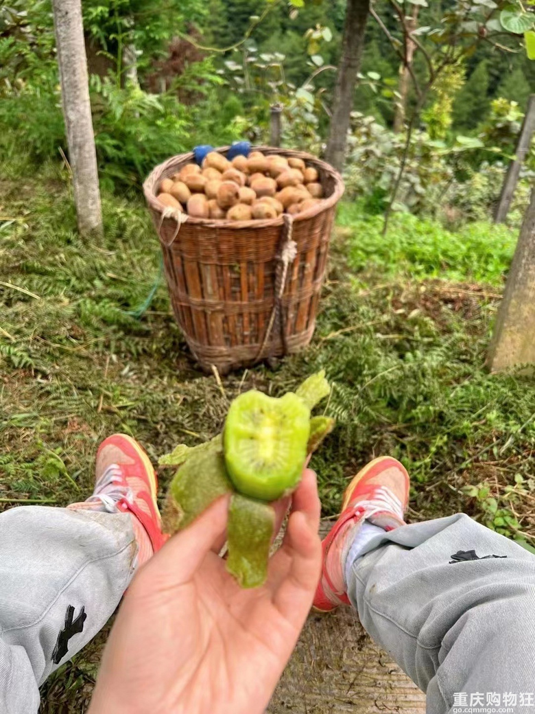 上山摘8块钱一斤的猕猴桃，这个耍事我觉得可以