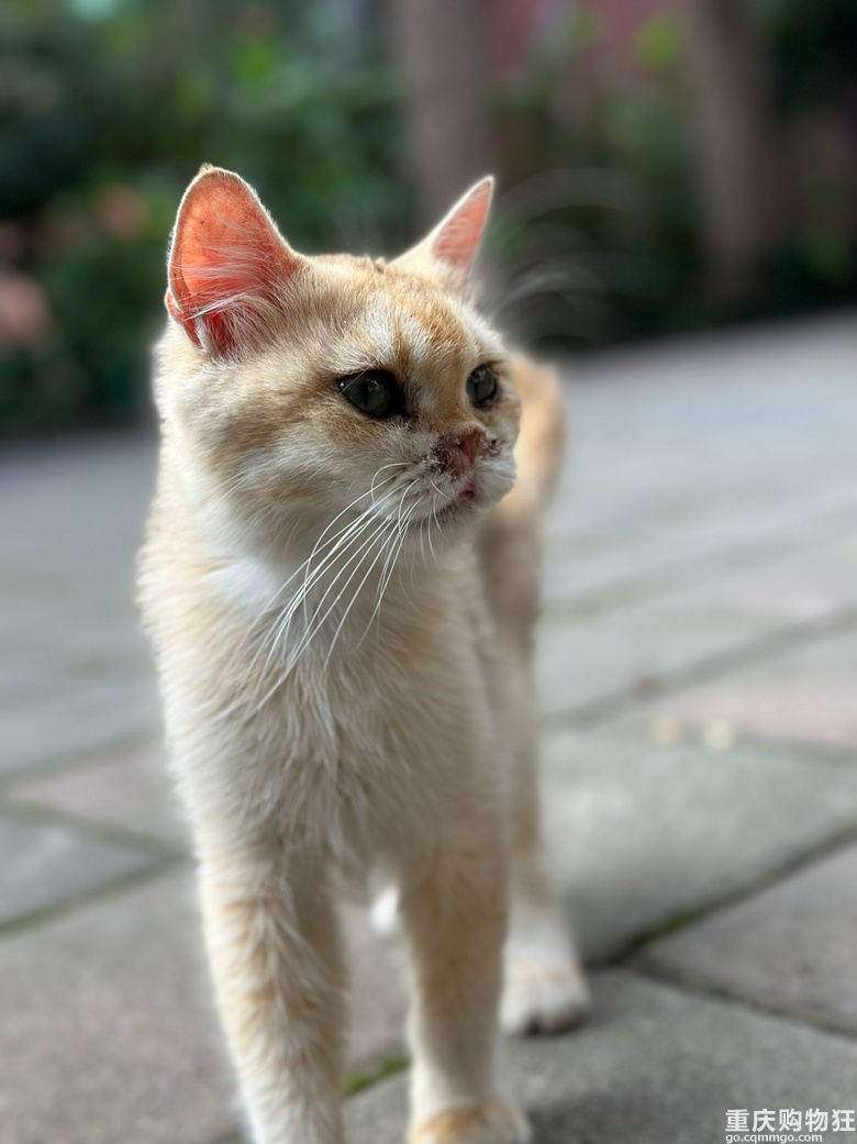 流浪猫有人来领回家吗？