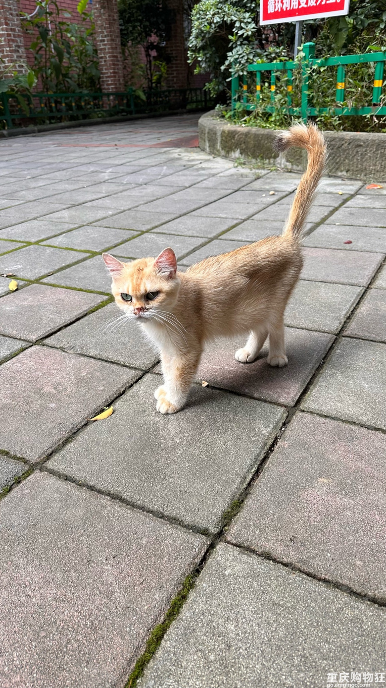 流浪猫有人来领回家吗？