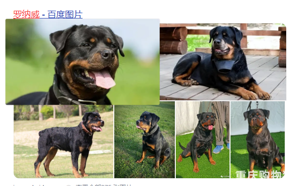 重庆禁养犬种名单,重庆禁养罗威纳吗?