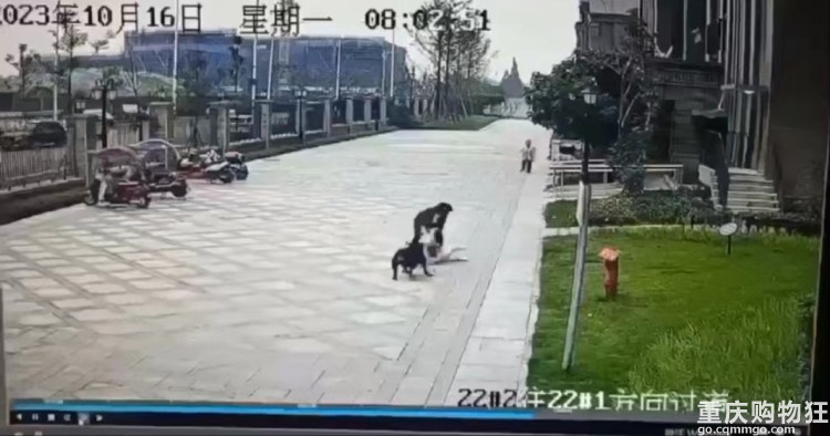 狗主人亲属回应2岁女童被咬伤：大门没关好两只狗偷跑出门