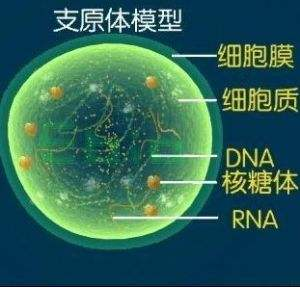 11月是高峰期？支原体肺炎全国暴发，怎么诊断和护理呢？