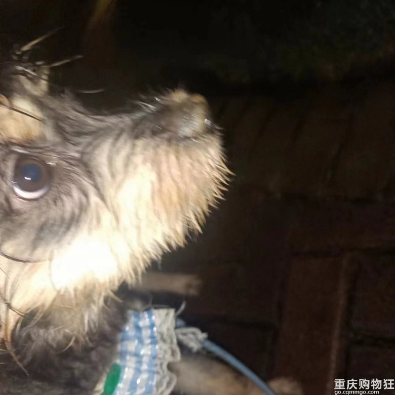 由于家庭原因，之前领养雪纳瑞串串的家庭不能养，求领养