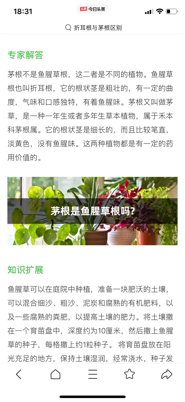 求解茅根=折耳根?“寻菜”蔬菜也出来说两句