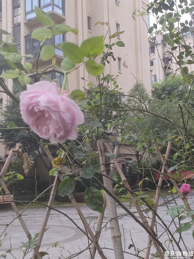 暖暖秋日花花来一波