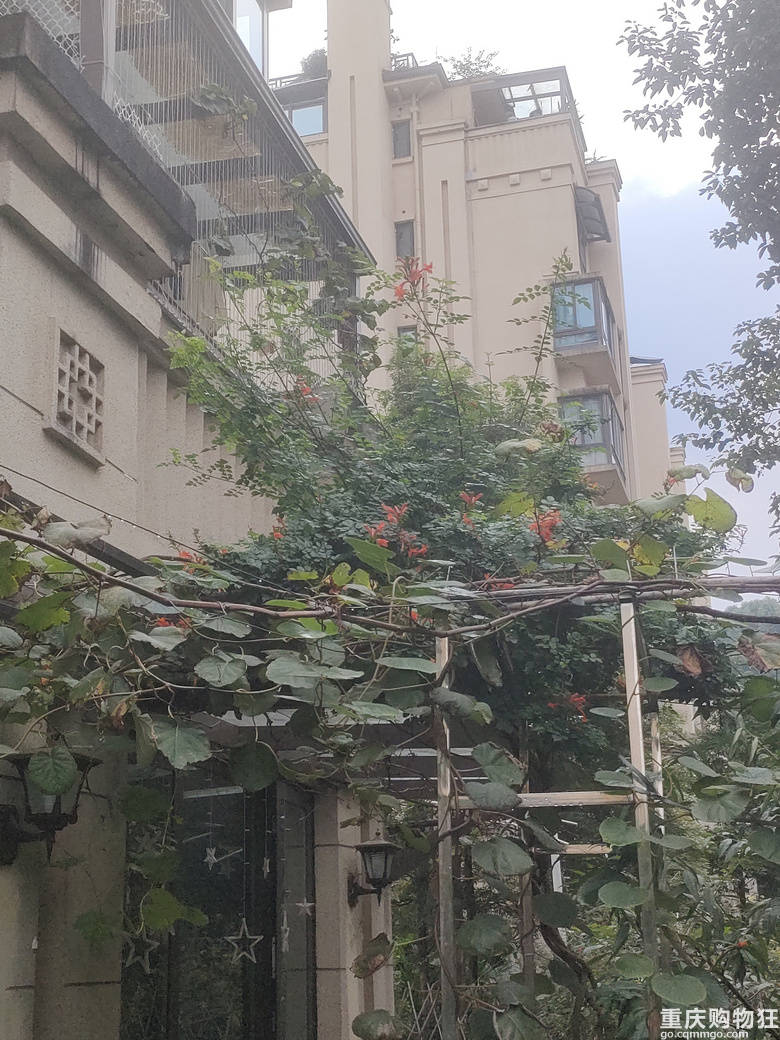 暖暖秋日花花来一波
