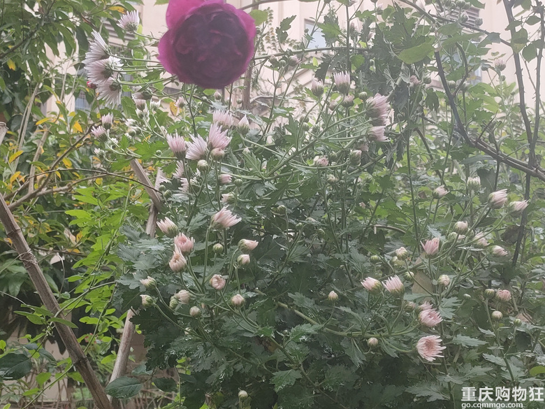 暖暖秋日花花来一波