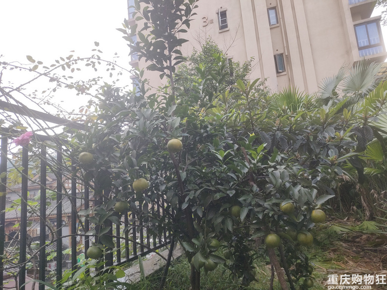 暖暖秋日花花来一波