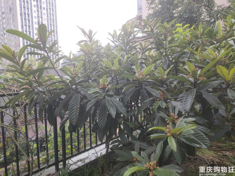 暖暖秋日花花来一波