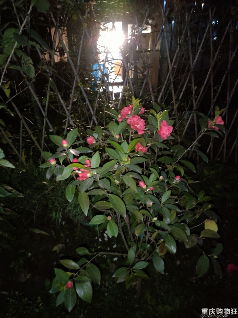 暖暖秋日花花来一波