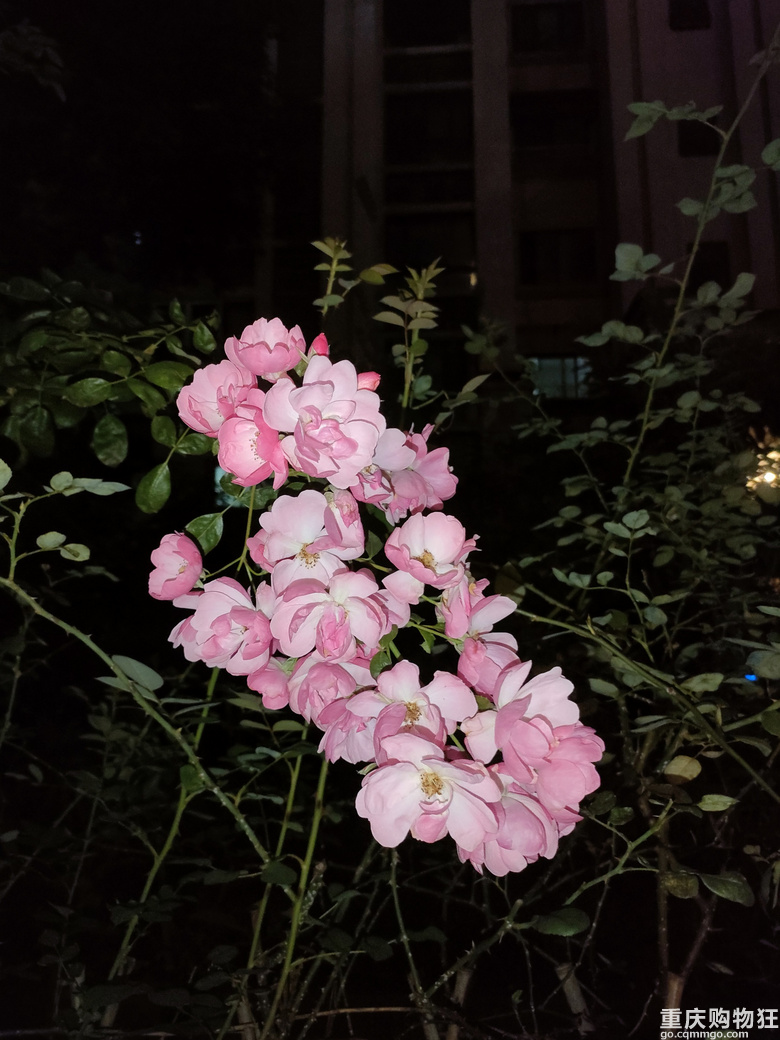 暖暖秋日花花来一波