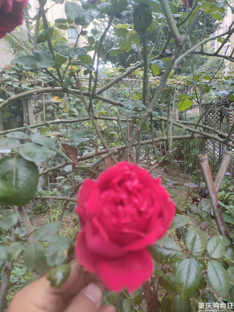 暖暖秋日花花来一波