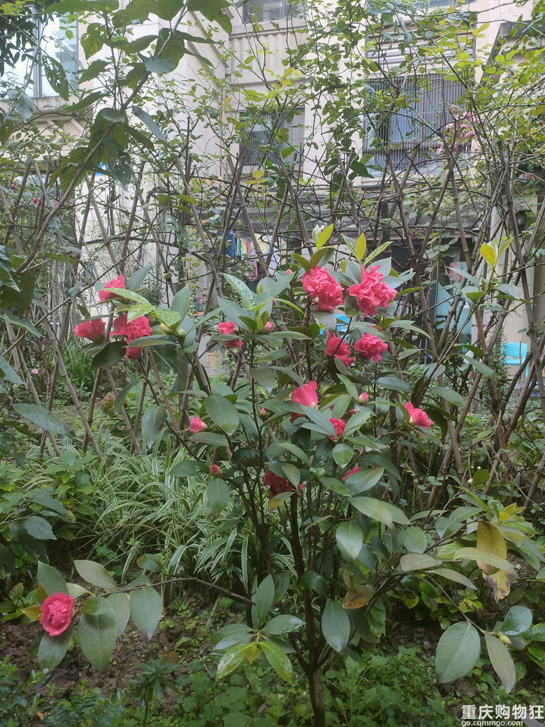 暖暖秋日花花来一波