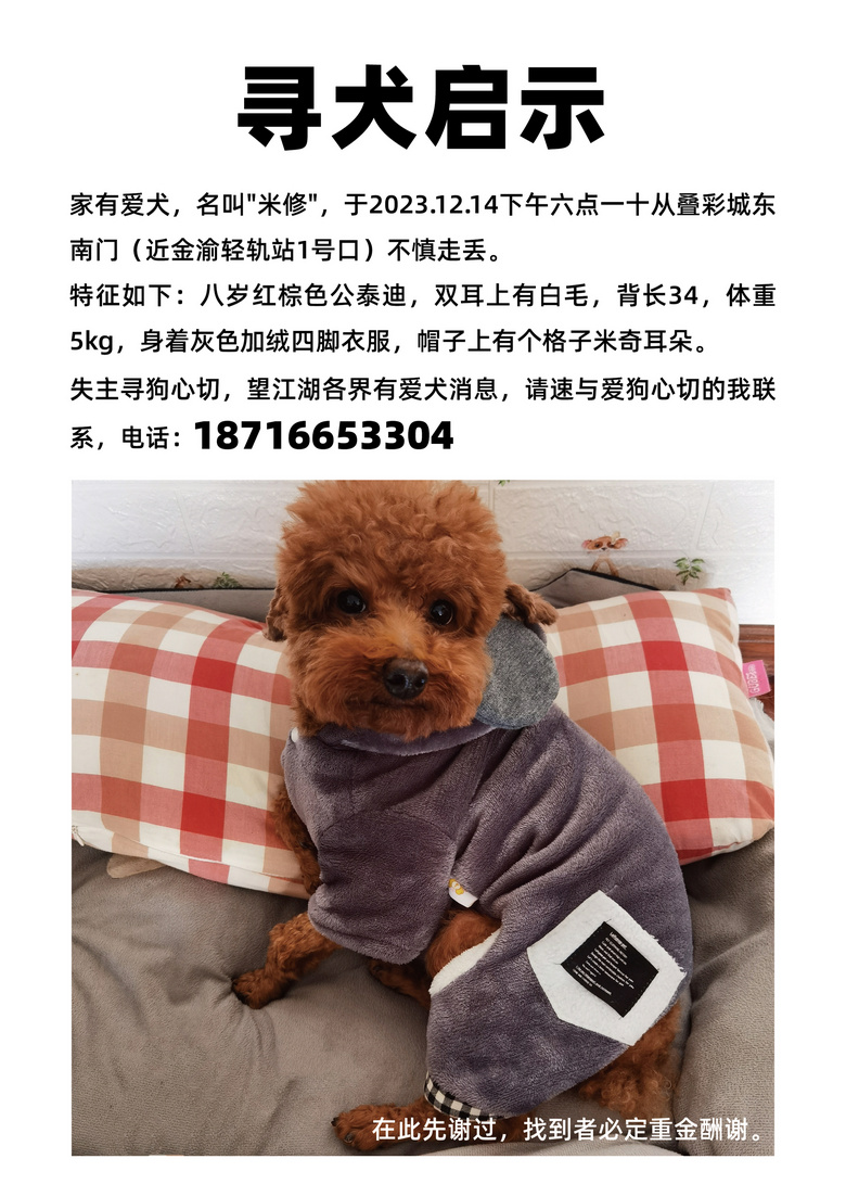 寻狗启示