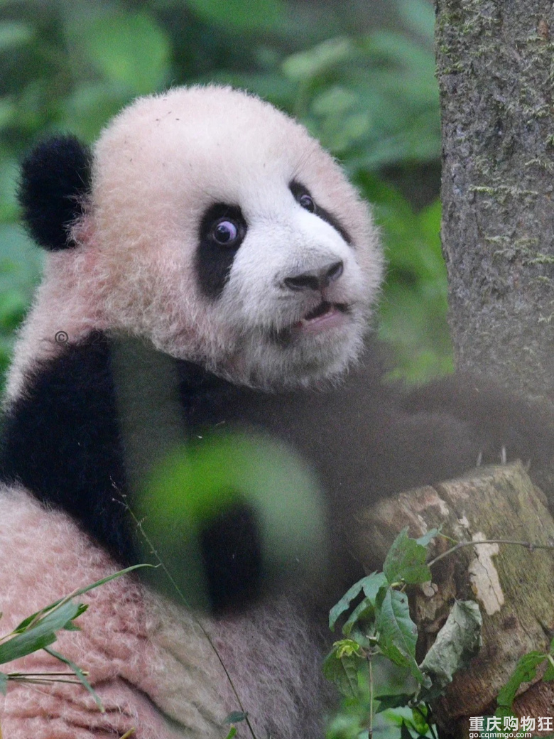 重动大明星：莽小五的眼睛都要瞪出来了