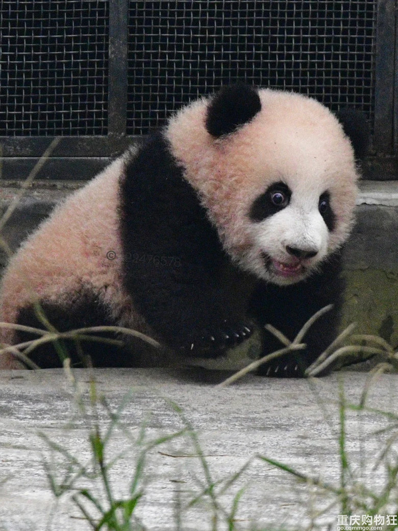 重动大明星：莽小五的眼睛都要瞪出来了