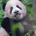 重动大明星：莽小五的眼睛都要瞪出来了