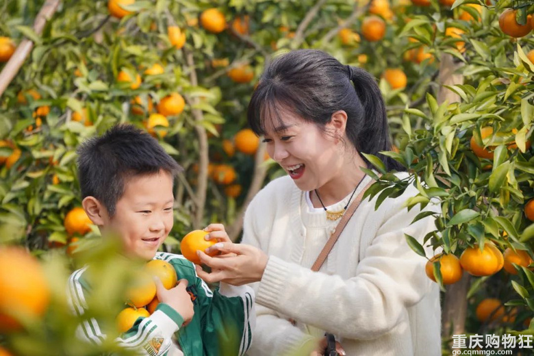 橘子红了！重庆柑橘采摘地图来了→
