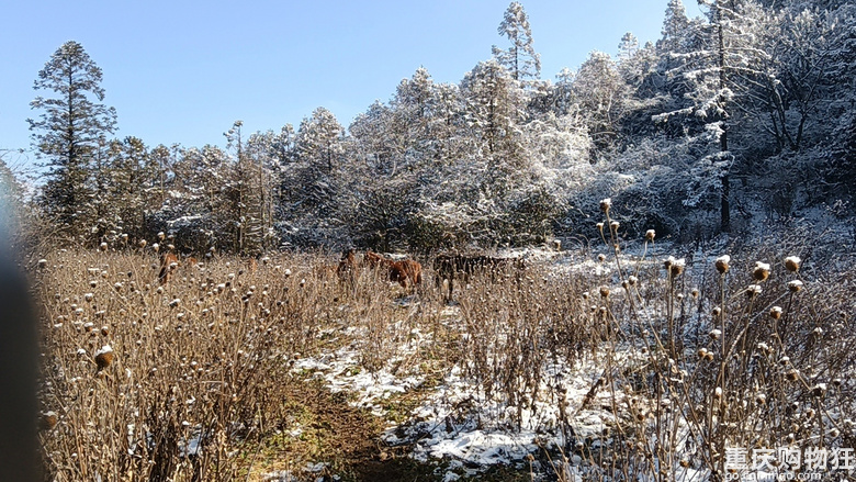 涪陵七鹿坪徒步赏雪-武陵山下