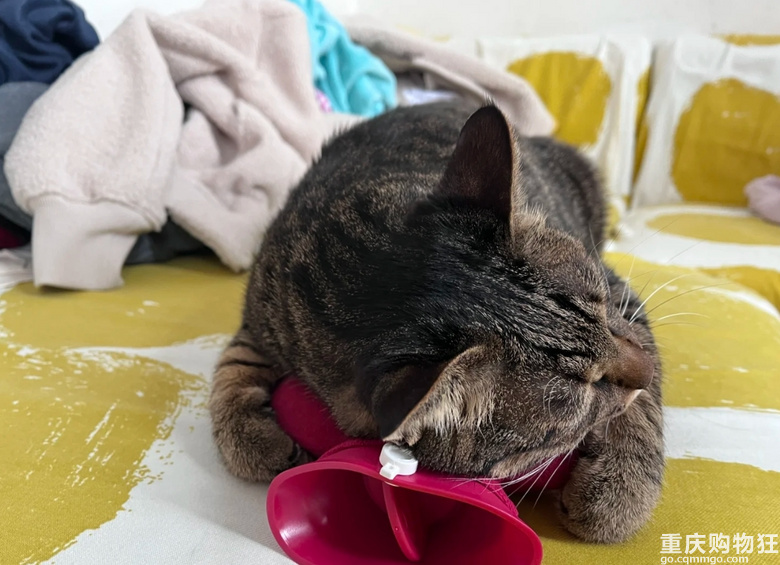 我爸怕猫冷到让我给猫热水袋换热水。你们猫用热水袋吗