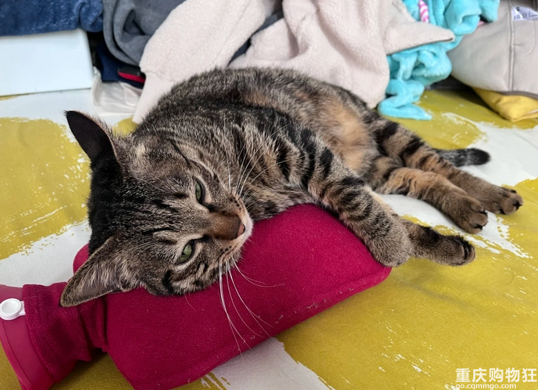 我爸怕猫冷到让我给猫热水袋换热水。你们猫用热水袋吗