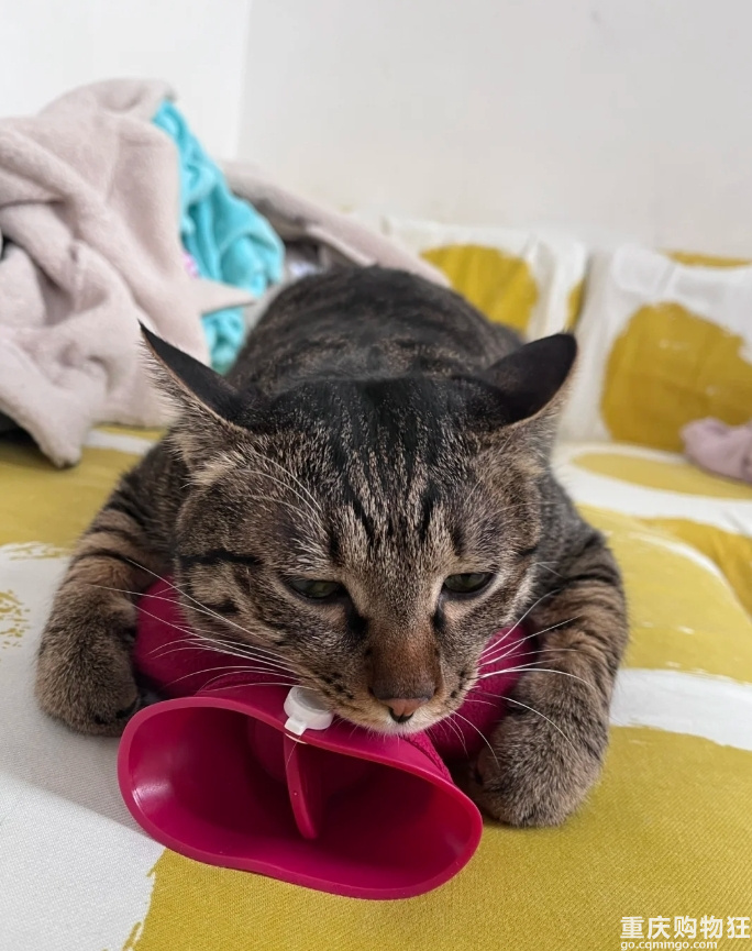 我爸怕猫冷到让我给猫热水袋换热水。你们猫用热水袋吗