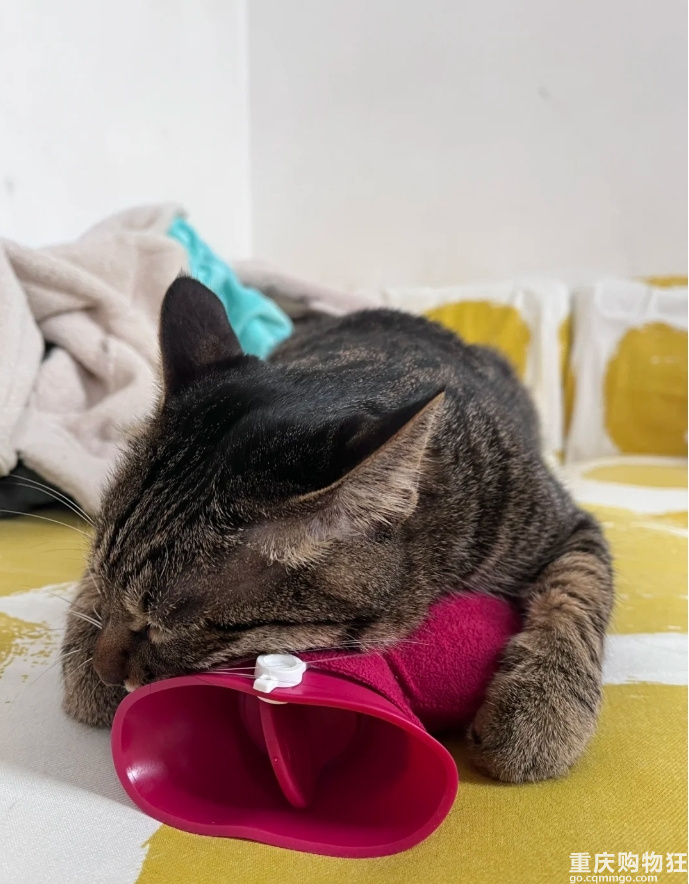 我爸怕猫冷到让我给猫热水袋换热水。你们猫用热水袋吗