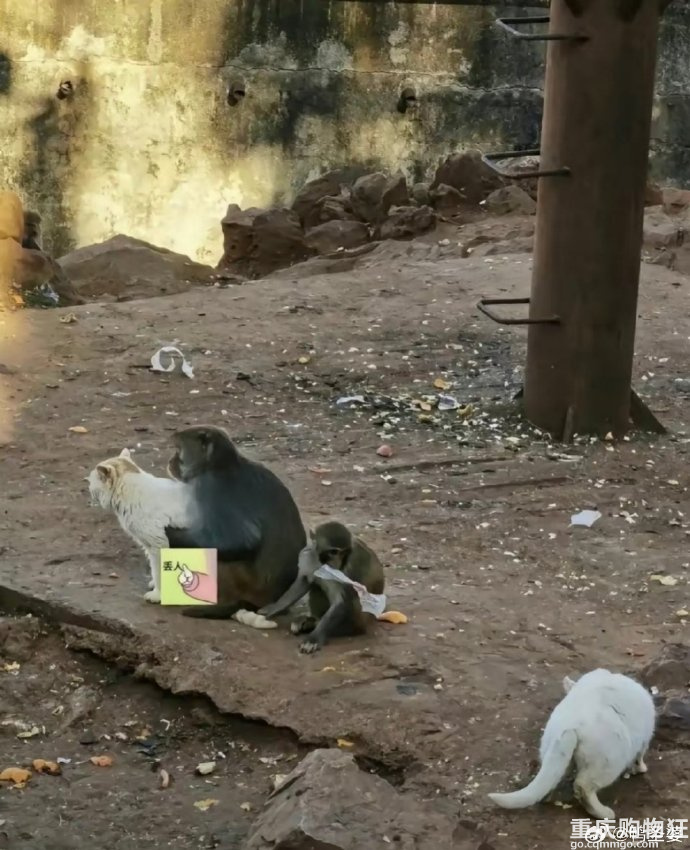 昆明动物园通报猴猫共处
