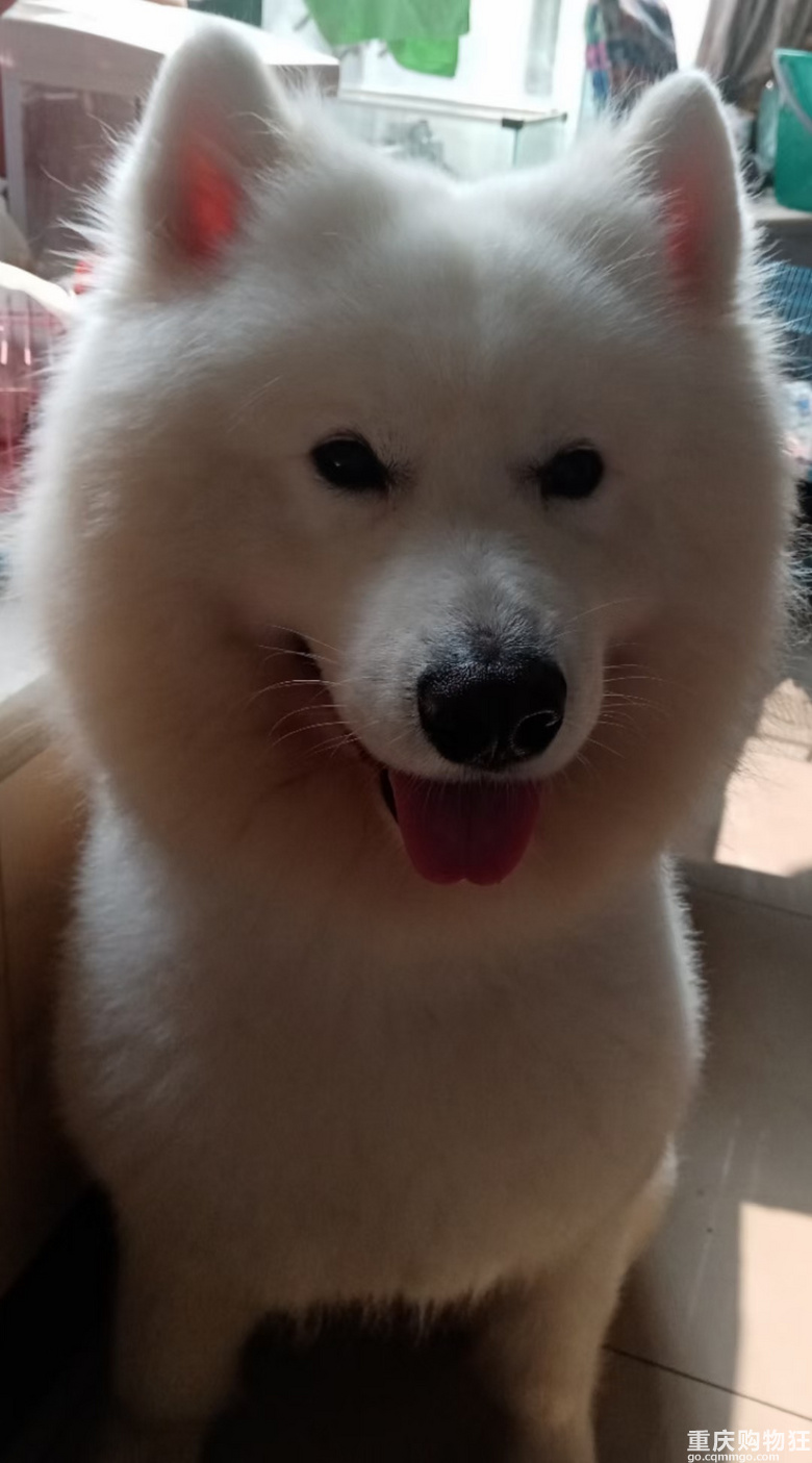 家有大头，快乐不愁