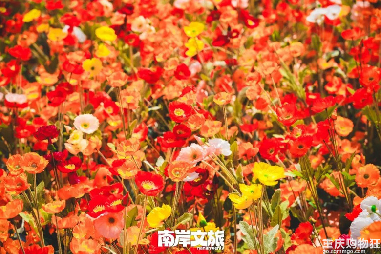 春日漫游，带你云逛“都市观光·漫游重庆”